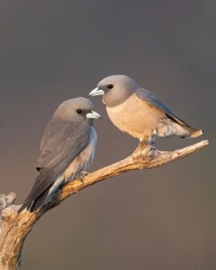 @pradeep.wildlens - Ashy Wood swallow Bird