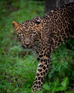 leopard in Bhadra Tiger Reserve