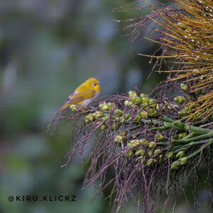 Indian White Eye by Kiruba Karan