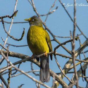 Grey Headed Bulbul by Jyoti Ahlawat