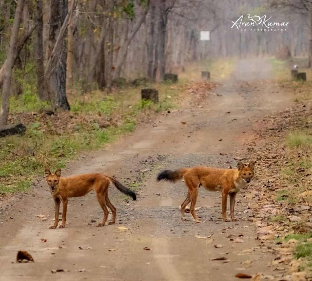 Dhole or Indian Wild Dogs at Tipeshwar