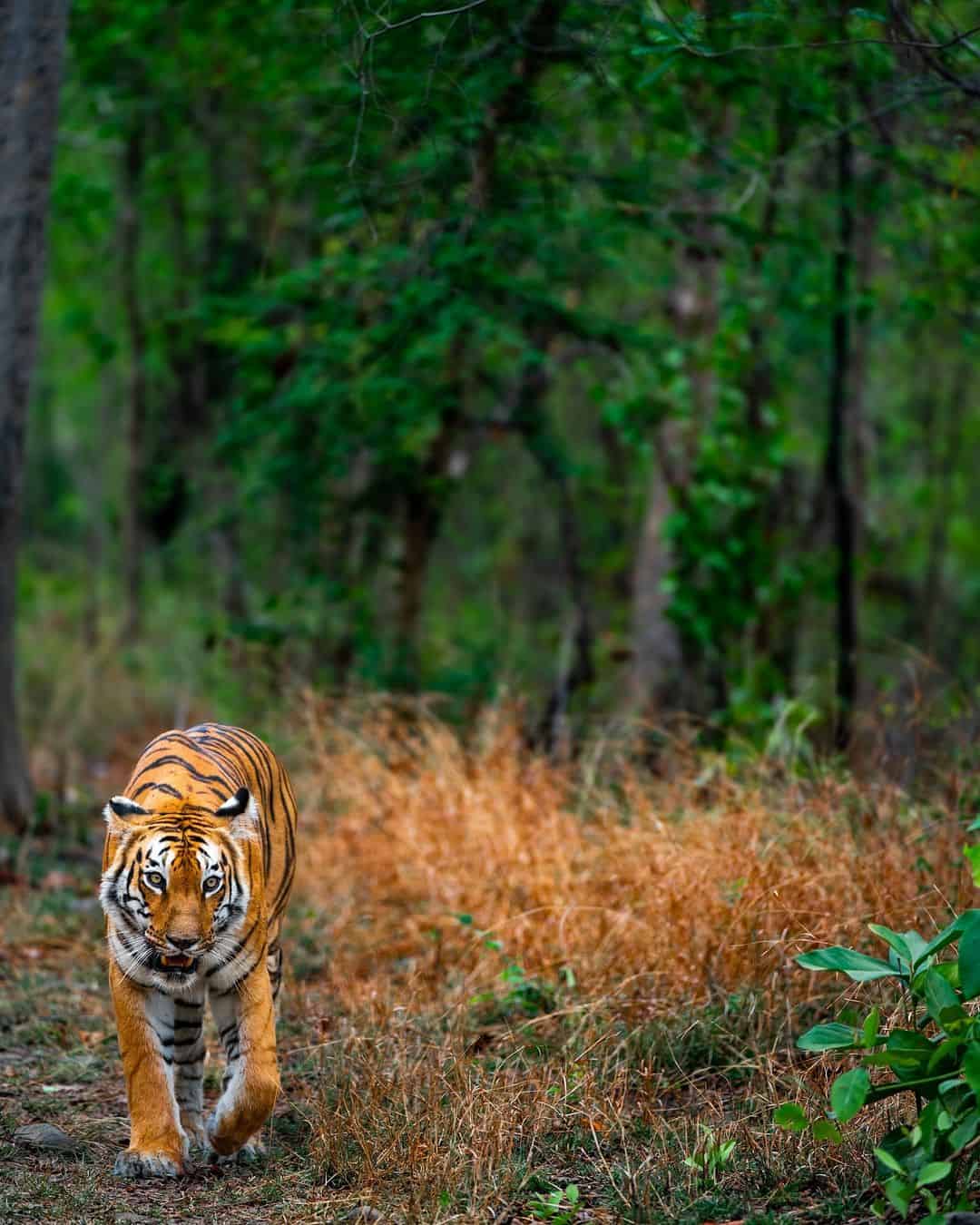 Indian Tiger by Deven Naidu at Tipeshwar Wildlife Sanctuary