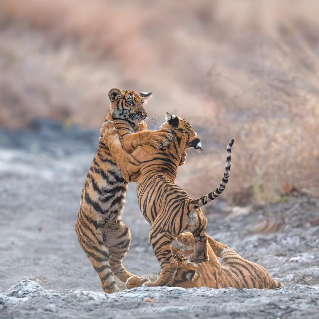 Archie's Cubs in a playful mood at Tipeshwar Wildlife Sanctuary clicked by Niraj lande