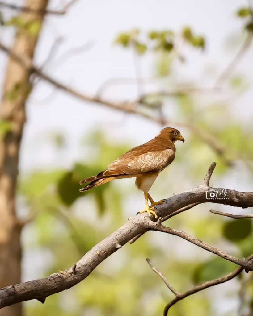 White Eye Buzzard by Mangesh Joshi