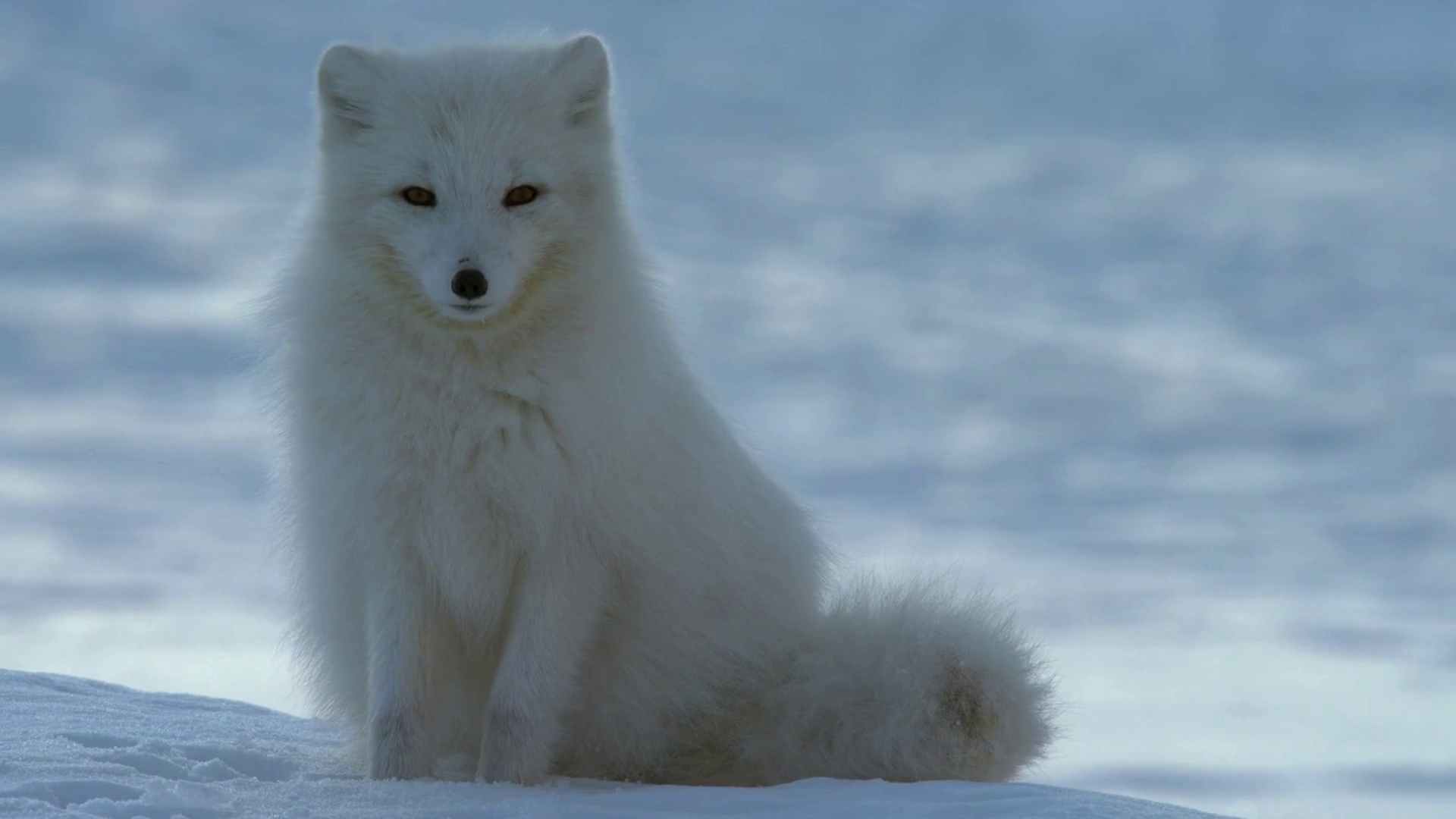 Arctic Fox