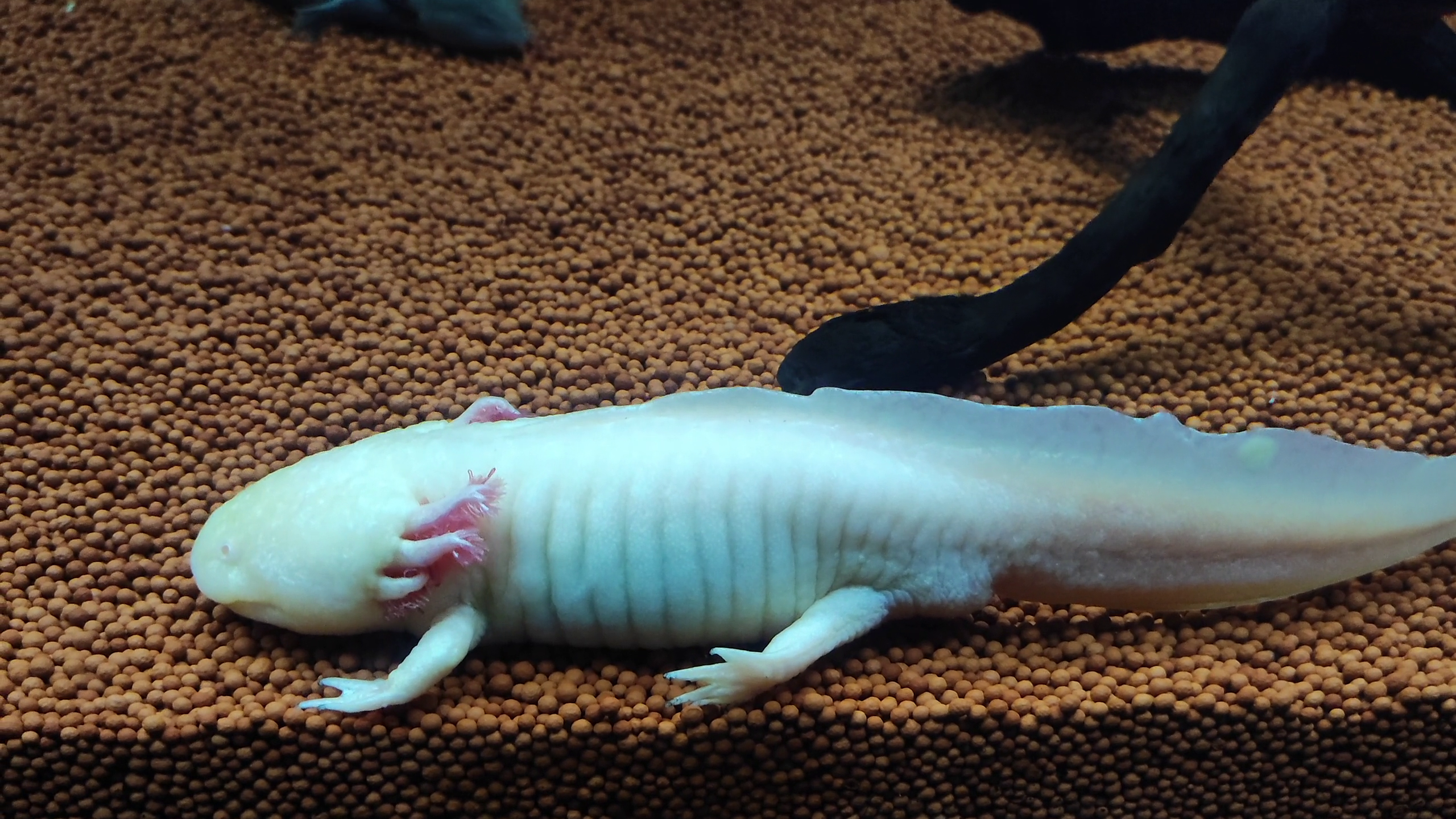 Axolotl