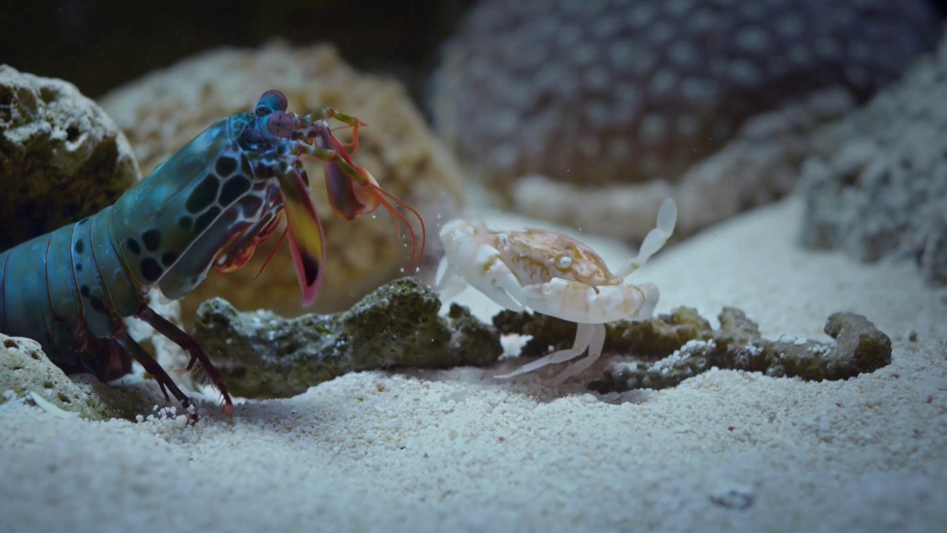 The Mantis Shrimp