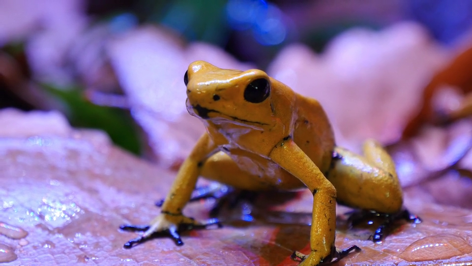 Poison Dart Frog