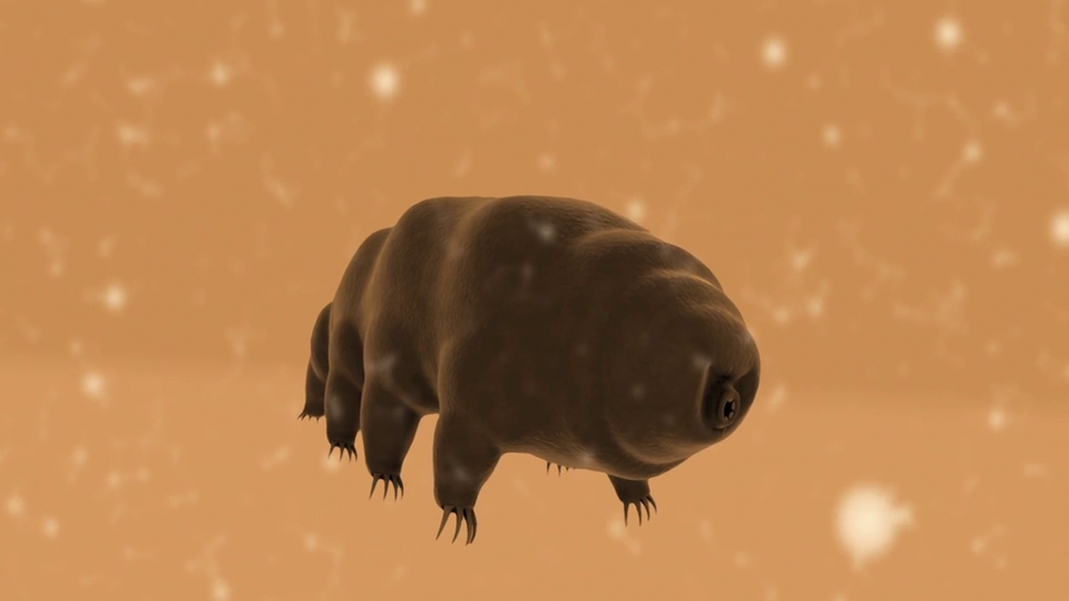 The Tardigrade