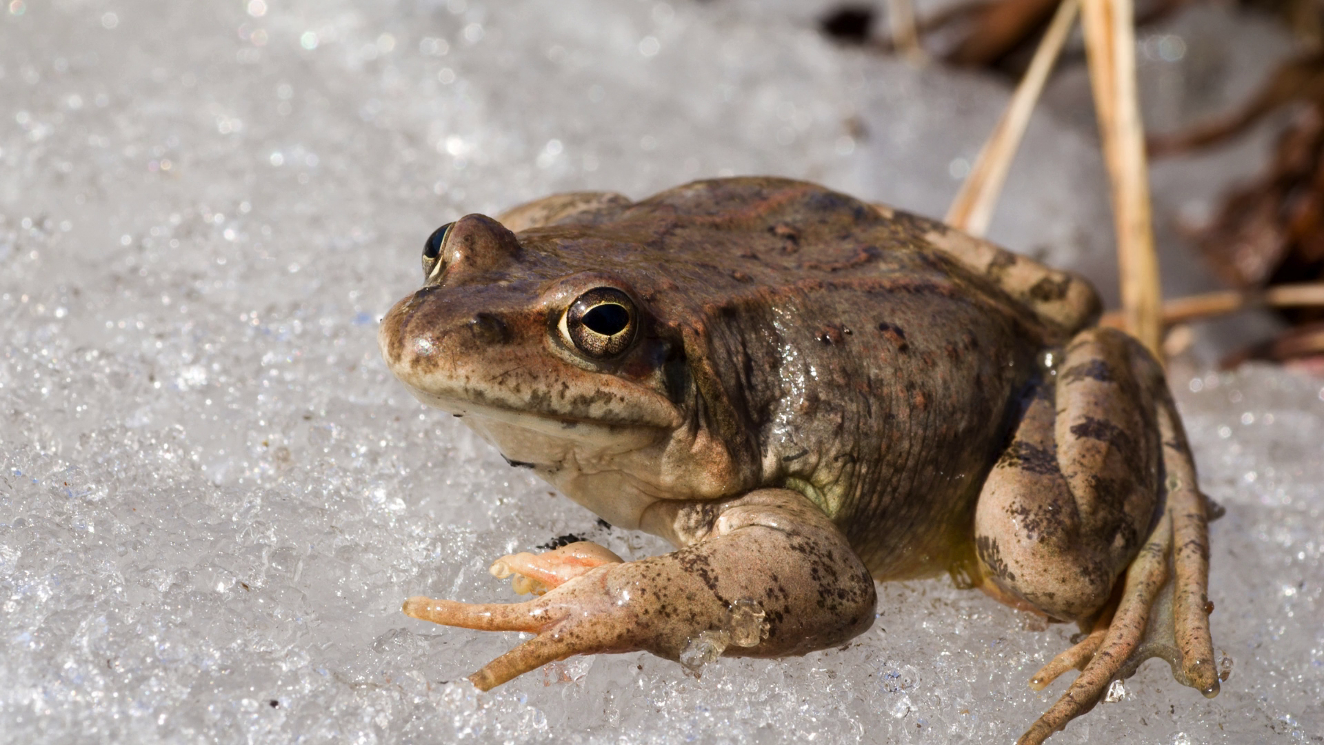 Wood Frog