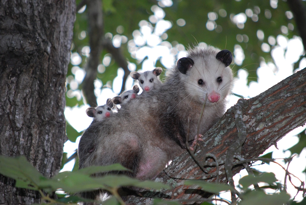 The possum family